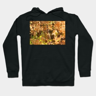 Do not Disturb - Squirrel Eating Seeds Hoodie